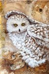 Spirit Owl